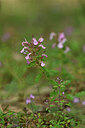 BUITEN BEELD Foto: 436689