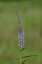 BUITEN BEELD Foto: 436691