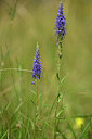 BUITEN BEELD Foto: 436701