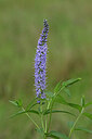 BUITEN BEELD Foto: 436716