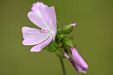BUITEN BEELD Foto: 436725