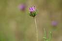 BUITEN BEELD Foto: 436735