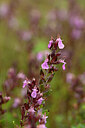 BUITEN BEELD Foto: 436738