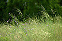 BUITEN BEELD Foto: 436745