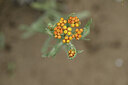 BUITEN BEELD Foto: 436754