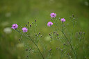 BUITEN BEELD Foto: 436764