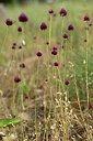BUITEN BEELD Foto: 436766