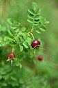 BUITEN BEELD Foto: 436776