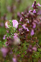 BUITEN BEELD Foto: 436781