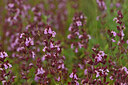 BUITEN BEELD Foto: 436789