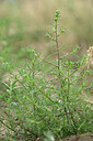 BUITEN BEELD Foto: 436807