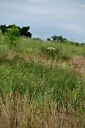 BUITEN BEELD Foto: 436809