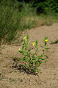 BUITEN BEELD Foto: 436811