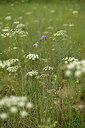 BUITEN BEELD Foto: 436817