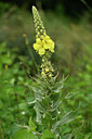 BUITEN BEELD Foto: 436819