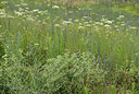 BUITEN BEELD Foto: 436822
