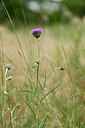 BUITEN BEELD Foto: 436828