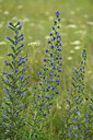 BUITEN BEELD Foto: 436834
