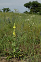 BUITEN BEELD Foto: 436839