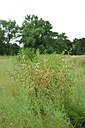 BUITEN BEELD Foto: 436840