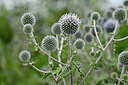 BUITEN BEELD Foto: 436841