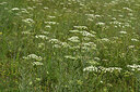 BUITEN BEELD Foto: 436843