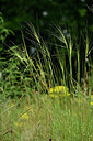 BUITEN BEELD Foto: 436845