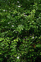 BUITEN BEELD Foto: 436850