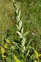BUITEN BEELD Foto: 436851