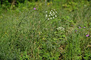 BUITEN BEELD Foto: 436857