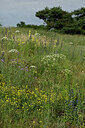 BUITEN BEELD Foto: 436867