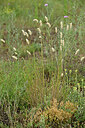 BUITEN BEELD Foto: 436876