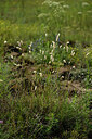 BUITEN BEELD Foto: 436878