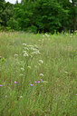 BUITEN BEELD Foto: 436882
