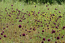 BUITEN BEELD Foto: 436884