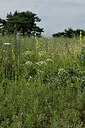 BUITEN BEELD Foto: 436886