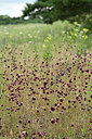 BUITEN BEELD Foto: 436888
