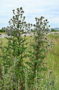 BUITEN BEELD Foto: 436892