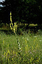 BUITEN BEELD Foto: 436914