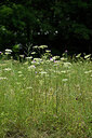 BUITEN BEELD Foto: 436916