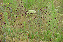 BUITEN BEELD Foto: 436918