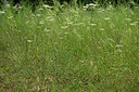 BUITEN BEELD Foto: 436923