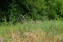 BUITEN BEELD Foto: 436924