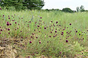 BUITEN BEELD Foto: 436926