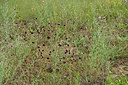 BUITEN BEELD Foto: 436935