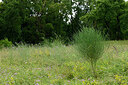 BUITEN BEELD Foto: 436941