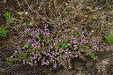BUITEN BEELD Foto: 436944