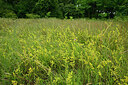 BUITEN BEELD Foto: 436947