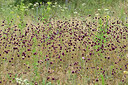 BUITEN BEELD Foto: 436956