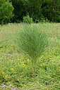 BUITEN BEELD Foto: 436959